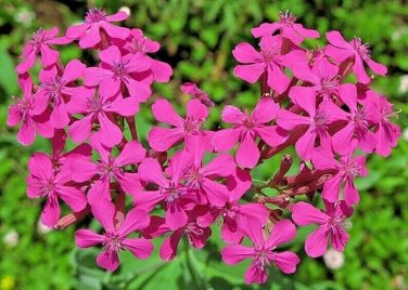 500+ seeds None So Pretty Catchfly  Annual Flower Silene Armeria