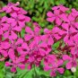 500+ seeds None So Pretty Catchfly  Annual Flower Silene Armeria