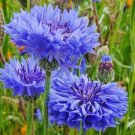 200+ seeds Tall Blue Cornflower Bachelor Button  Flower Centaurea Cyanus