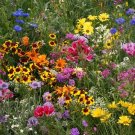 200+ seeds Low Grow Wildflower Mix  Flower Mix Colorful