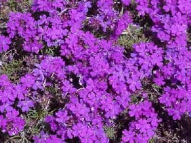 300+ seeds Purple Moss Verbena  Violet Annual Flower Ground Cover
