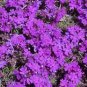 300+ seeds Purple Moss Verbena  Violet Annual Flower Ground Cover