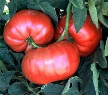 50 seeds Giant Belgium Pink Tomato Ct Vegetable Heirloom Non-Gmo