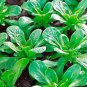 500+ seeds Dutch Corn Salad  Broad Leaved Mache Greens Vegetable Garden