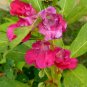 200+ seeds Balsam Camellia  Impatiens Balsamina Flower Annual