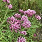 30+ seeds Swamp Milkweed  Asclepias Incarnata Perrenial Usa Butterflies Bees