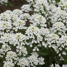 250+ seeds Candytuft Empress Rocket  Annual Flower Iberis Amara