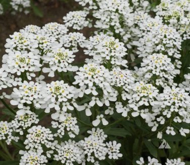 250+ seeds Candytuft Empress Rocket  Annual Flower Iberis Amara