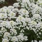 250+ seeds Candytuft Empress Rocket  Annual Flower Iberis Amara
