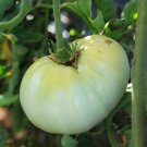 50 seeds White Wonder Beefsteak Tomato Ct Vegetable Heirloom Non-Gmo