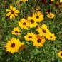 200+ seeds Golden Wave Tickseed  Coreopsis Basalis Annual Flower