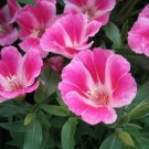 200+ seeds Clarkia Farewell To Spring  Godetia Amoena Annual Flower