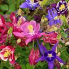 300+ seeds Aquilegia Mckana'S Giant Mix  Columbine Mixed Colors