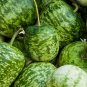 10 seeds Apple Gourd Ct Small Pepo Bottle Heirloom Craft Non-Gmo