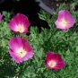 250+ seeds Purple Gleam California Poppy  Flower Eschscholzia Perennial