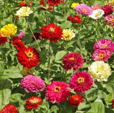 100+ seeds State Fair Zinnia  Flower Elegans Annual Mixed Usa Seller