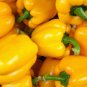 50+ seeds Golden Cal Wonder Bell Pepper  Yellow Sweet Vegetable Usa