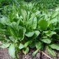 300+ seeds Sorrel  Broadleaf Herb Garden Heirloom Perennial Non-Gmo