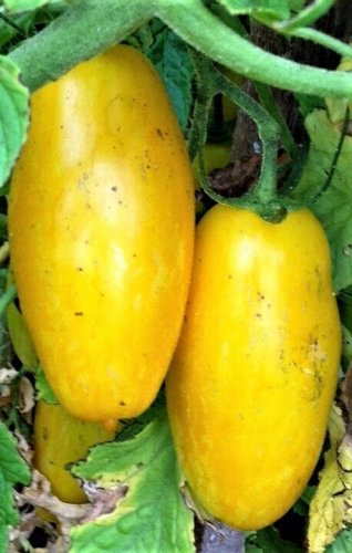 50 seeds Banana Legs Yellow Tomato Ct Vegetable Heirloom Non-Gmo