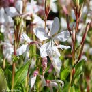 25+ seeds Gaura Lindheimeri White Flower Wildflower Perrenial Usa