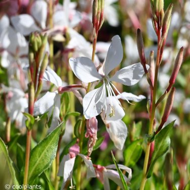 25+ seeds Gaura Lindheimeri White Flower Wildflower Perrenial Usa