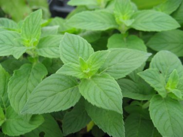 500+ seeds Lemon Mint  Monarda Citriodora Herb Heirloom Annual Usa