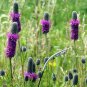 250+ seeds Purple Prairie Clover  Native Wildflower Usa Perennial