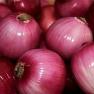 200+ seeds Red Grano Onion  Mild Short Day Vegetable Heirloom Usa
