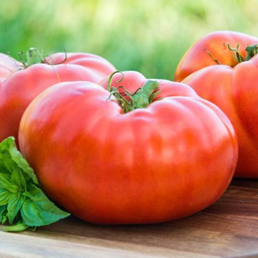 100 seeds Red Brandywine Tomato Ct Vegetable Heirloom Non-Gmo Usa
