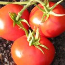 50 seeds New Yorker Tomato Ct Vegetable Garden Heirloom Non-Gmo