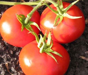 50 seeds New Yorker Tomato Ct Vegetable Garden Heirloom Non-Gmo