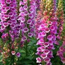 500+ seeds Foxglove Foxy Mix  Digitalis Flower Mixed Biennial Usa