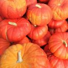 5 seeds Cinderella Pumpkin Ct Rouge Vif D'Etampes Non-Gmo Usa