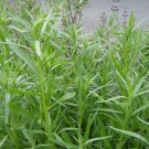 300+ seeds Russian Tarragon  Herb Garden Perennial Heirloom Usa