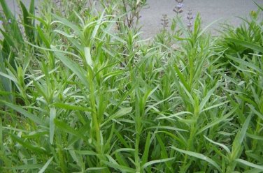300+ seeds Russian Tarragon  Herb Garden Perennial Heirloom Usa