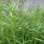 300+ seeds Russian Tarragon  Herb Garden Perennial Heirloom Usa