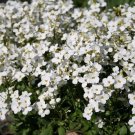 200+ seeds White Alpine Rockcress  Flower Arabis Alpina Perennial Ground Cover