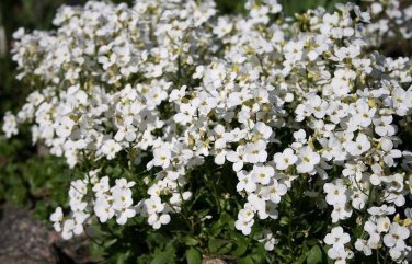 200+ seeds White Alpine Rockcress  Flower Arabis Alpina Perennial Ground Cover