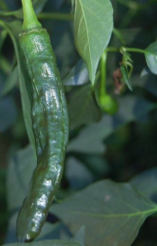 50+ seeds Pasilla Bajio Hot Pepper  Vegetable Non-Gmo Heirloom Usa