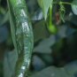 50+ seeds Pasilla Bajio Hot Pepper  Vegetable Non-Gmo Heirloom Usa