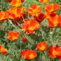 250+ seeds Mikado California Poppy  Flower Eschscholzi Californica