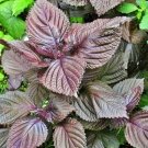 100+ seeds Purple Shiso  Perilla Herb Asian Mint Cuisine Annual Usa