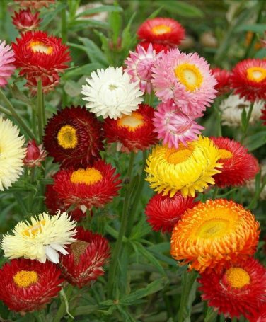 200+ seeds Strawflower Tall Double Mix  Cut Flower Mixed Colors Usa