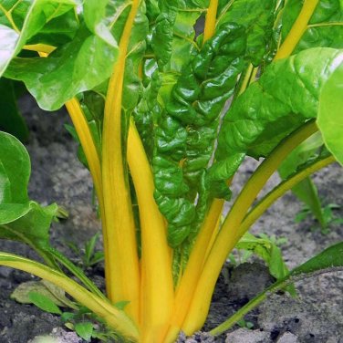 100 seeds Canary Yellow Swiss Chard Ct Vegetable Garden Non-Gmo