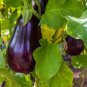 100+ seeds Florida Market Eggplant  High Bush Vegetable Heirloom Non-Gmo