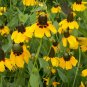 300+ seeds Clasping Coneflower  Rudbeckia Usa Seller Wildflower