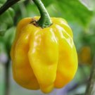 25+ seeds Jamaican Yellow Habanero Pepper  Mushroom Chile Hot Pepper