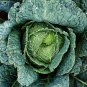 300+ seeds Savoy Cabbage  Vegetable Garden Heirloom Non-Gmo Usa