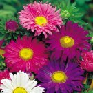 200+ seeds Aster  Single China Mix Flower Mixed Colors Usa Seller