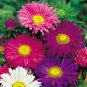 200+ seeds Aster  Single China Mix Flower Mixed Colors Usa Seller